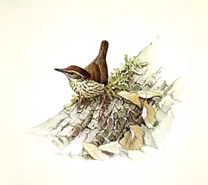 Placa de libro con impresión artística vintage J F Lansdowne Birds Northern Waterthrush 48 - Imagen 1 de 3