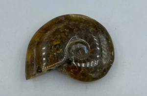 Ammonite Fossil Madagascar 1 3/4 in Polished Reiki Healing Crystal JB15 - Picture 1 of 4