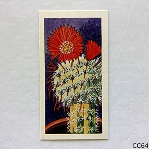 Lamberts Tea Card Cacti 1967 #8 Malacocarpus Mammulosos (CC64)