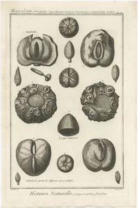 Mineralogie - Histoire Naturelle, Corps Marins, Fossilien - Diderot (1751) - Bild 1 von 1