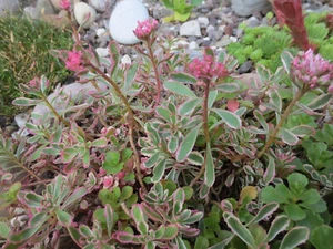 65 Ableger Stecklinge Bodendecker Winterhart Sedum immergrün 8 Sorten Sukkulente - Bild 1 von 8