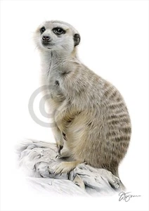 MEERKAT Sitting - colour pencil drawing art print A4 / A3 signed by UK artist - Picture 1 of 1