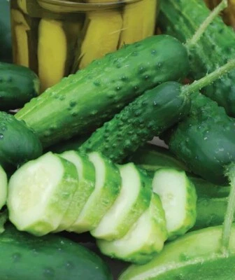 Cucumber Seed- Early Fortune Cucumber Early -Heirloom- All Purpose, Productive - Image 1 of 4