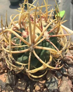 (Thelocactus hexaedrophorusvar. fossulatus cv. Long spines)(Japan) Self Rooted - Picture 1 of 8