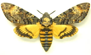 Unmounted Butterfly/Sphingidae - Acherontia atropos, SILVER 1 PCS male or FEMALE - Imagen 1 de 3