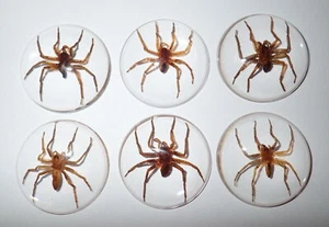 Insect Cabochon Water Spider Specimen 35 mm Round Clear 10 pieces Lot - Picture 1 of 11
