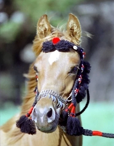 NATIVE Arabian Dance & Show Halter w/ Beads SADDLE TACK - Image 1 of 1