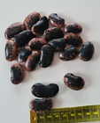 20*große  Samen- Bohnen  Feuerbohnen,   Käferbohnen  Ernte 2023