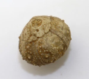 Seeigel, Pleurosalenia heberti, Kreide, Campan, Coesfeld, Deutschland -k659 - Picture 1 of 7