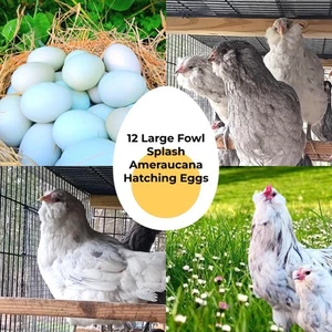 12 hatching eggs - Ameraucana Splash and Blue large fowl** 12 ORGANICALLY GROWN - Picture 1 of 21