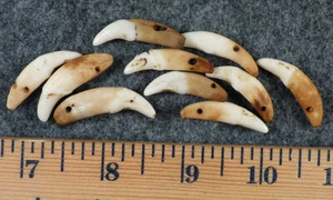 (10) Cuentas ornamentales indias antiguas originales de coyote dientes caninos comercio de pieles años 1700 - Imagen 1 de 5