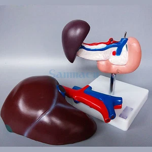 Human Liver Pancreas and Duodenum Anatomical Model Medical Anatomy Life Size - Picture 1 of 1