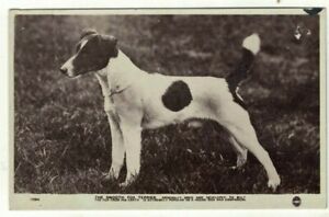 Real Photo Postcard of The Smooth Fox Terrier Animals