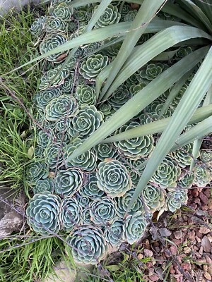 Lot Of 5 Piece GORGEOUS Echeveria Secunda Succulents 3 Inch Wide Cuttings Pack - Image 1 of 4