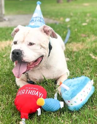 Zippypaws Birthday Cake Dog toy (Box Gift) For Dogs Blue - Image 1 of 3