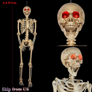 5 ft 5 in LED Eyes Poseable Human Size Skeleton Skull Halloween Decoration Prop - Picture 1 of 10