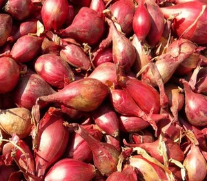 ONION Red Tropea Long 1000 seeds HEIRLOOM vegetable garden Italian Heirloom - Bild 1 von 1