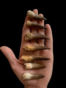 Opportunity and occasion 7 teeth Plesiosaur Tooth Fossil Zarafasaura jurassic - Picture 1 of 4