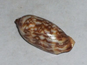CYPRAEA MAURITIANA JUVENILE WOOOOOOW - Bild 1 von 2