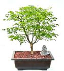 Flowering Brazilian Raintree Bonsai Live Plant Indoor Easy to Care 20" Tall