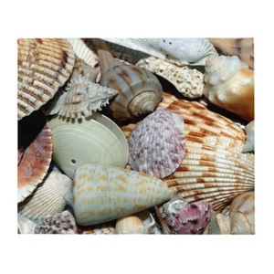 Manta de lanzamiento de caracoles de playa decoración costera - Imagen 1 de 1