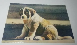 Vintage AK Foto Portrait St. Bernhard Chien Du Grand Saint Bernard  - Bild 1 von 2