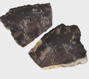 rle LASTRE DI LEGNO PIETRIFICATO, MILLE QUERCE, CALIF. AGATIZZATO 3,5" x 3" FOSSIL 2 pz - Foto 1 di 3