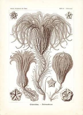 Arte científico de lirios de mar Ernst Haeckel 1904 ilustración botánica 4x6"-16x20" Foto 1 de 4