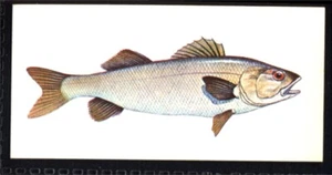 Craven Black Cat (Carreras) Sport Fish 1978 - Bass No. 46 - Picture 1 of 2