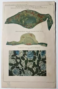 Antigua placa de investigación microscópica de la hoja de té 1889 CAMELIA JAPONICA - Imagen 1 de 9
