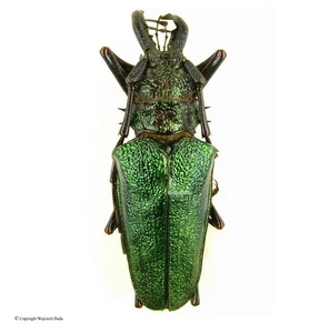 Psalidognathus friendi sallei - M, extrem selten, wunderschön, 58mm - Bild 1 von 1