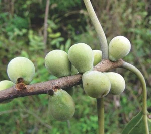 Indian Bat Fig - Pipali - Ficus amplissima - Más de 100 semillas - Semillas - Semillas Gx 072 - Imagen 1 de 1