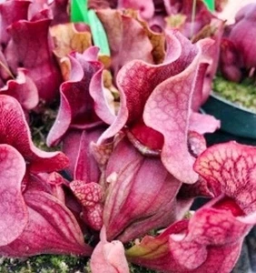 Sarracenia Purpurea Ssp. Burkii Live Carnivrous Plant RARE - Picture 1 of 3