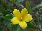 Yellow Jasmine / Jessamine | Gelsemium Sempervirens | Florida Native | 25+ Seeds