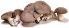 Kit Coltivazione Funghi Pleurotus Eryngii Cardoncello Substrato Panetti 3 Kg