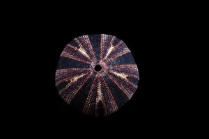 tatskieshells-mespilia globulus - Picture 1 of 4