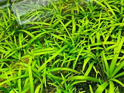 *BUY 2 GET 1 FREE* Dwarf Sagittaria Dwarf Sag Hair Grass Live Aquarium Plants ✅ • 8.99$
