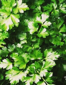 1000 dark green Parsley Seeds | Fresh seeds| Free shipping - Picture 1 of 1