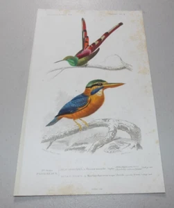 1841 Antique Bird Print / HUMMINGBIRD, and, MARTIN CHASSEUR - Picture 1 of 1