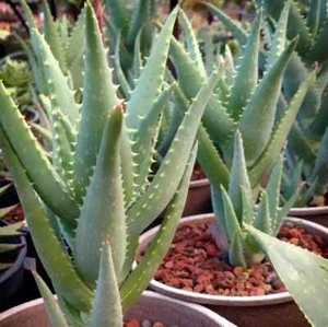 Organic Aloe 'California' X Blue Elf Hybrid RARE Live Succulent Potted - Picture 1 of 5