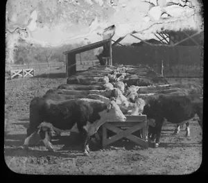 c1900 Feeding Hereford Cattle Kansas Magic Lantern Glass Slide Keystone - Picture 1 of 3