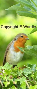 Hand Made/My Own Photograph 'Peek-a-boo Robin' Bird Bookmark. New - Picture 1 of 1