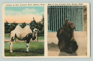 POSTCARD CAMEL AND BEAR. FRANKLIN PARK. BOSTON, MASS - Picture 1 of 2