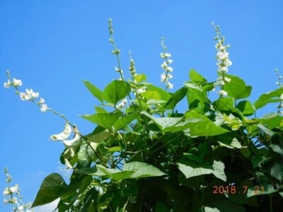 15+ Semillas de frijol jacinto blanco japonés SHIROHANA FUJIMAME Lablab 白花ふじ豆 白花扁豆 Foto 1 de 4