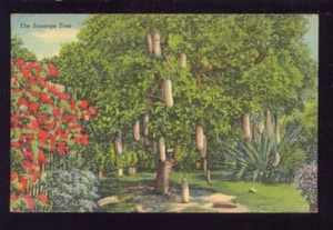 The Sausage Tree Fetish Tree MIAMI FLORIDA Vintage Unused Postcard - Picture 1 of 1