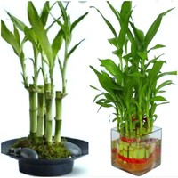 7 Lucky Bamboo Plant 3.5" Stalks, Feng Shui, GIFT,  LIVE PLANT Free Shipping