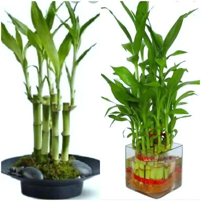 7 Lucky Bamboo Plant 4" Stalks, Feng Shui, GIFT,  LIVE PLANT, Wedding Favors - Image 1 of 4
