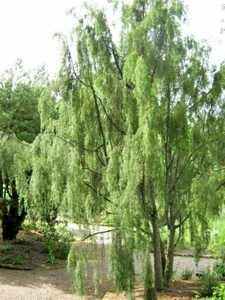 15 Oblong-pendulous juniper seeeds -Juniperus communis 'Oblonga Pendula' - Picture 1 of 8