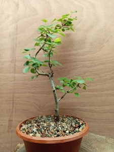 Wild Pear Bonsai (Pyrus Pyraster) - Picture 1 of 8
