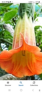 BRUGMANSIA SANGUINEA AURANTIA 5 seeds - Picture 1 of 2